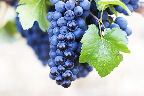 pinot-noir-grapes