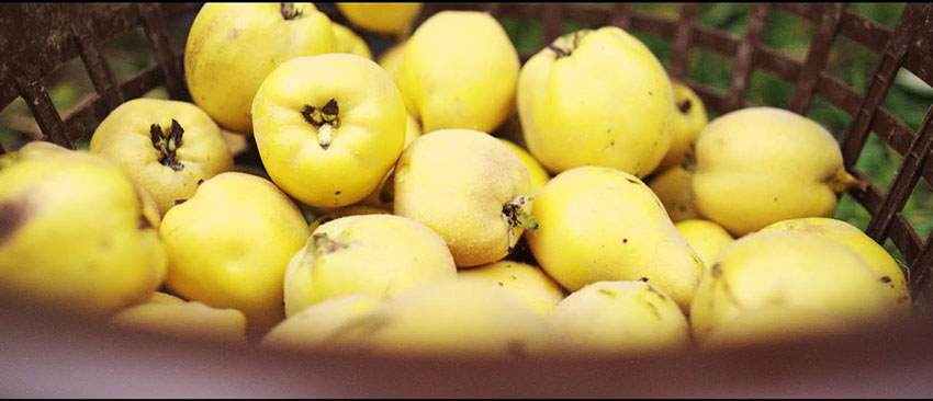 Quả Mộc Qua Muscat tươi (Muscat Quince) hiếm tạo nên hương vị độc đáo cho rượu Gin Ferdinand's Saar Quince